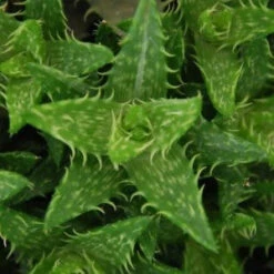 Haworthia Squarrosa Succulent Plant -Cute Farms Shop Hawthoria Squarrosa 300x300 1
