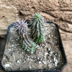 Huernia Pillansii Plant Succulent Plant -Cute Farms Shop HuerniaPillansii 2