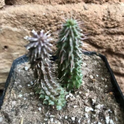 Huernia Pillansii Plant Succulent Plant -Cute Farms Shop HuerniaPillansii 3