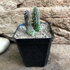 Huernia Pillansii Plant Succulent Plant -Cute Farms Shop HuerniaPillansii 4