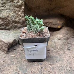 Huernia SP Succulent Plant 6 Huernia SP Succulent Plant -Cute Farms Shop HuerniaSP 1