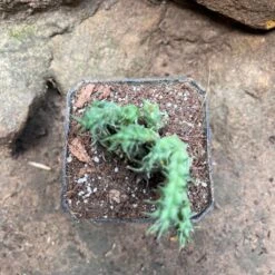 Huernia SP Succulent Plant 7 Huernia SP Succulent Plant -Cute Farms Shop HuerniaSP