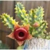 Huernia Zebrina Variegata Succulent Plant 5 Huernia Zebrina Variegata Succulent Plant -Cute Farms Shop HuerniaZebrinaVariegata