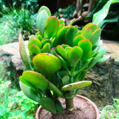 Crassula Ovata Succulent Plant 9 Crassula Ovata Succulent Plant -Cute Farms Shop IMG 0002