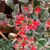 Kalanchoe Blossfeldiana Variegated Tricolor Succulent Plant -Cute Farms Shop IMG 0085