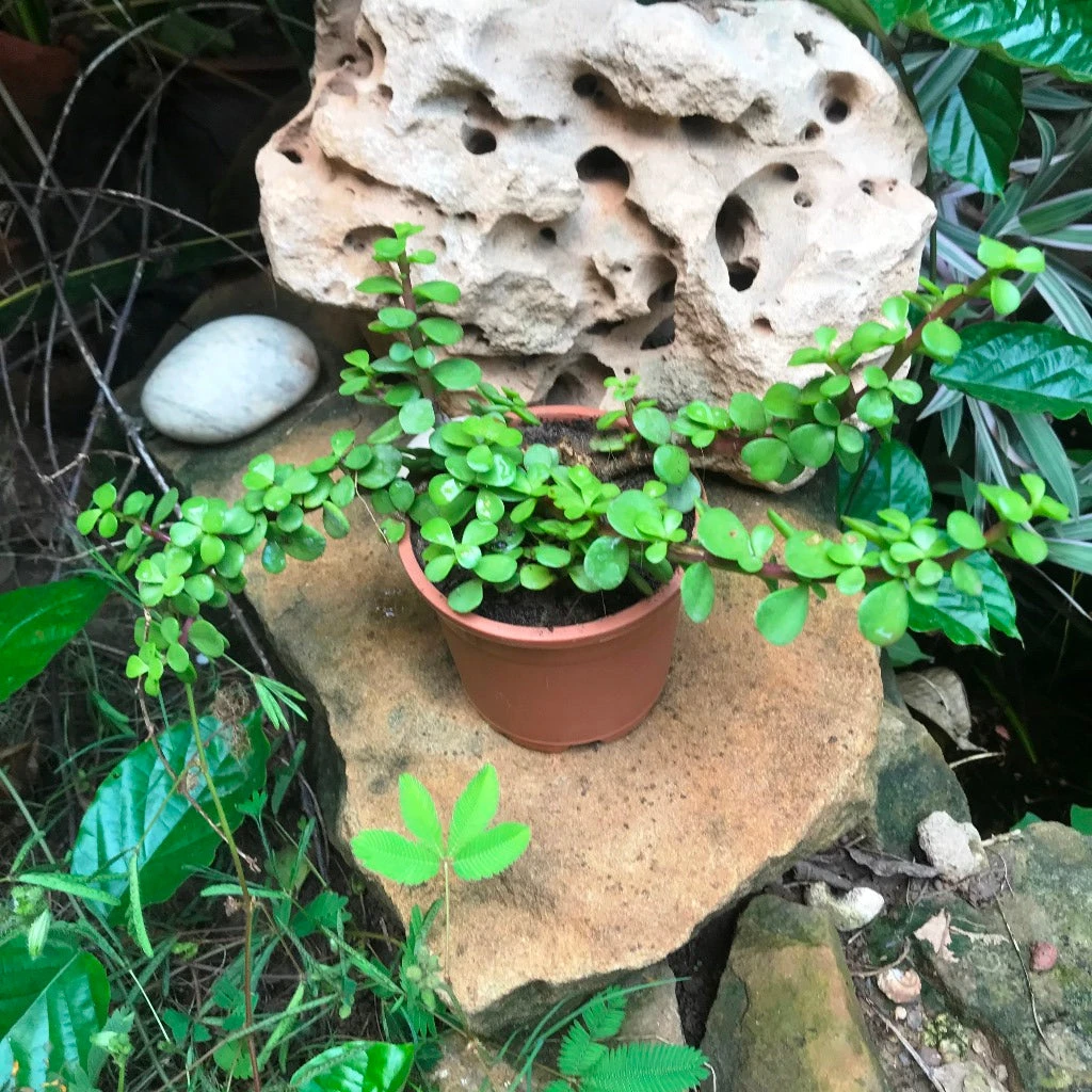 Dwarf Jade Portulacaria Afra Succulent Plant 2 Dwarf Jade Portulacaria Afra Succulent Plant - Image 2