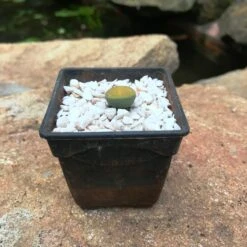 Lithop Fulviceps Aurea Living Stone Succulent Plant -Cute Farms Shop IMG 0768