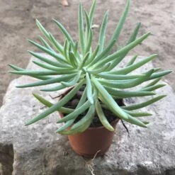 Sedum Reflexum Blue Spruce Succulent Plant