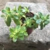 Sedum Confusum Green Succulent Plant -Cute Farms Shop IMG 0862