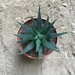 Haworthia Fasciata Succulent Plant -Cute Farms Shop IMG 0951