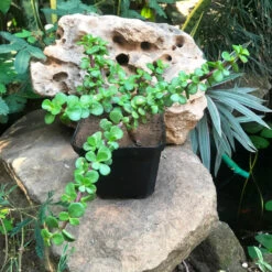 Dwarf Jade Portulacaria Afra Succulent Plant 15 Dwarf Jade Portulacaria Afra Succulent Plant -Cute Farms Shop IMG 1241