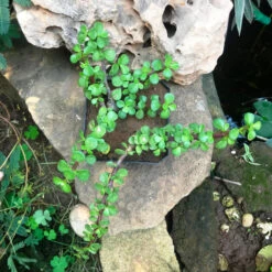 Dwarf Jade Portulacaria Afra Succulent Plant 14 Dwarf Jade Portulacaria Afra Succulent Plant -Cute Farms Shop IMG 1243