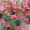 Kalanchoe Blossfeldiana Succulent Plant 2 Kalanchoe Blossfeldiana Succulent Plant -Cute Farms Shop IMG 20150409 190529