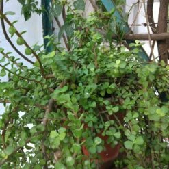 Dwarf Jade Portulacaria Afra Succulent Plant 13 Dwarf Jade Portulacaria Afra Succulent Plant -Cute Farms Shop IMG 20161228 095041