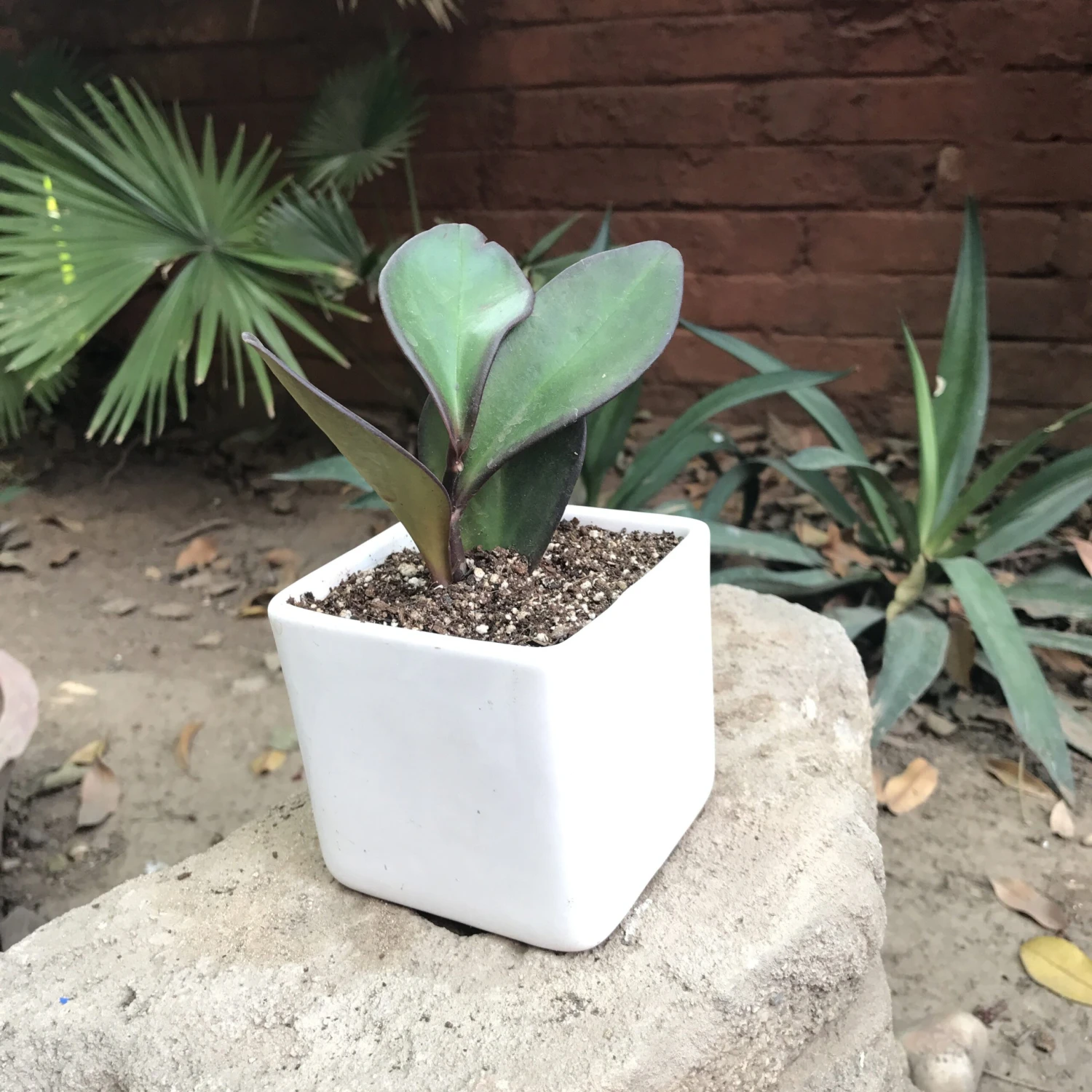 Peperomia Claviformis Succulent Plant 3 Peperomia Claviformis Succulent Plant - Image 3