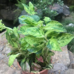 Pedilanthus Tithymaloides Splish Splash Succulent Plant