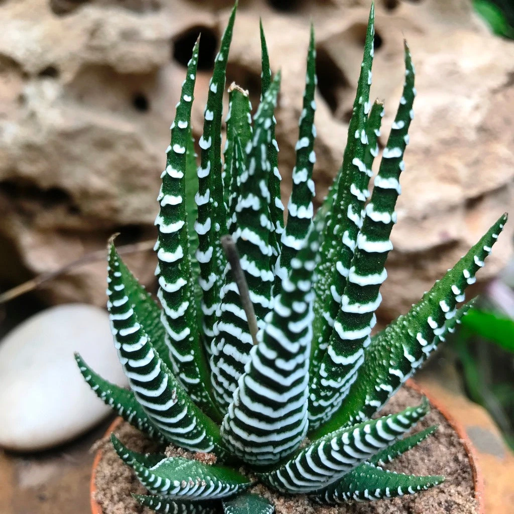 Haworthia Attenuata Succulent Plant 2 Haworthia Attenuata Succulent Plant - Image 2