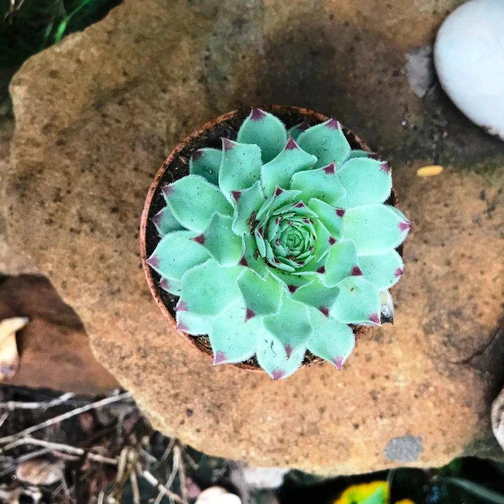 Sempervivum Calcareum Houseleek Succulent Plant 2 Sempervivum Calcareum Houseleek Succulent Plant - Image 2