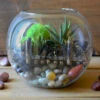 Into The Wild Terrarium Kit -Cute Farms Shop Into the wild 1