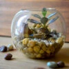 The Jaisalmer Ridge Terrarium Kit -Cute Farms Shop Jaisalmer ridge 1