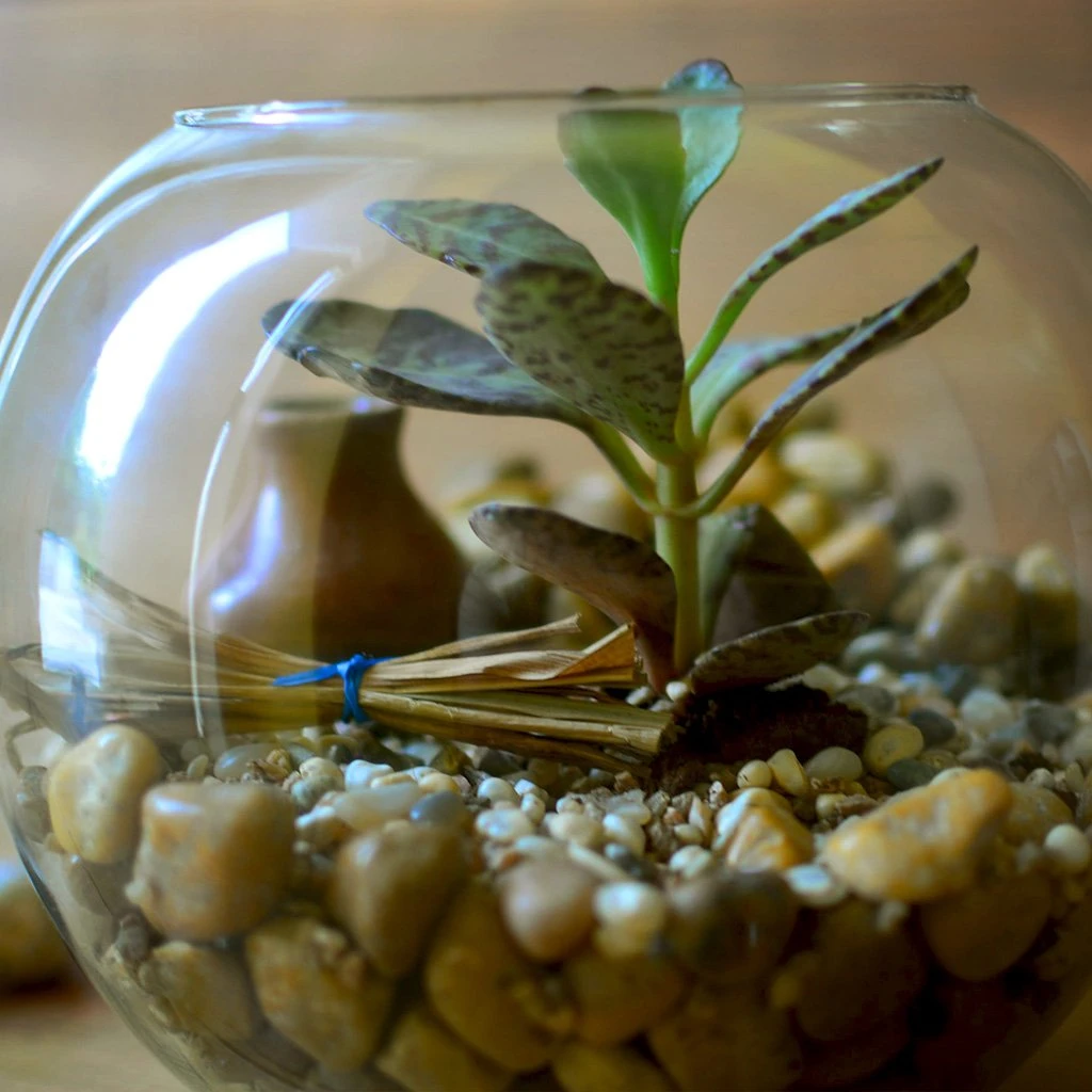 The Jaisalmer Ridge Terrarium Kit 4 The Jaisalmer Ridge Terrarium Kit - Image 4