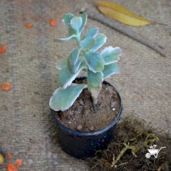 Kalanchoe Fedtschenkoi Variegata Succulent Plant -Cute Farms Shop Kalanchoe Fedtschenkoi 1