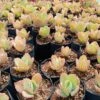 Kalanchoe Pinnata Patharchatta Succulent Plant -Cute Farms Shop Kalanchoe Pinnata