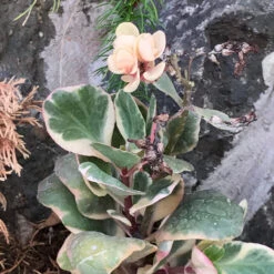 Kalanchoe Fedtschenkoi Variegata Succulent Plant -Cute Farms Shop Kalanchoe Stonecrop Lavender Scallops Variegata Kalanchoe fedtschenkoi HD