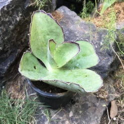 Kalanchoe Synsepala Succulent Plant