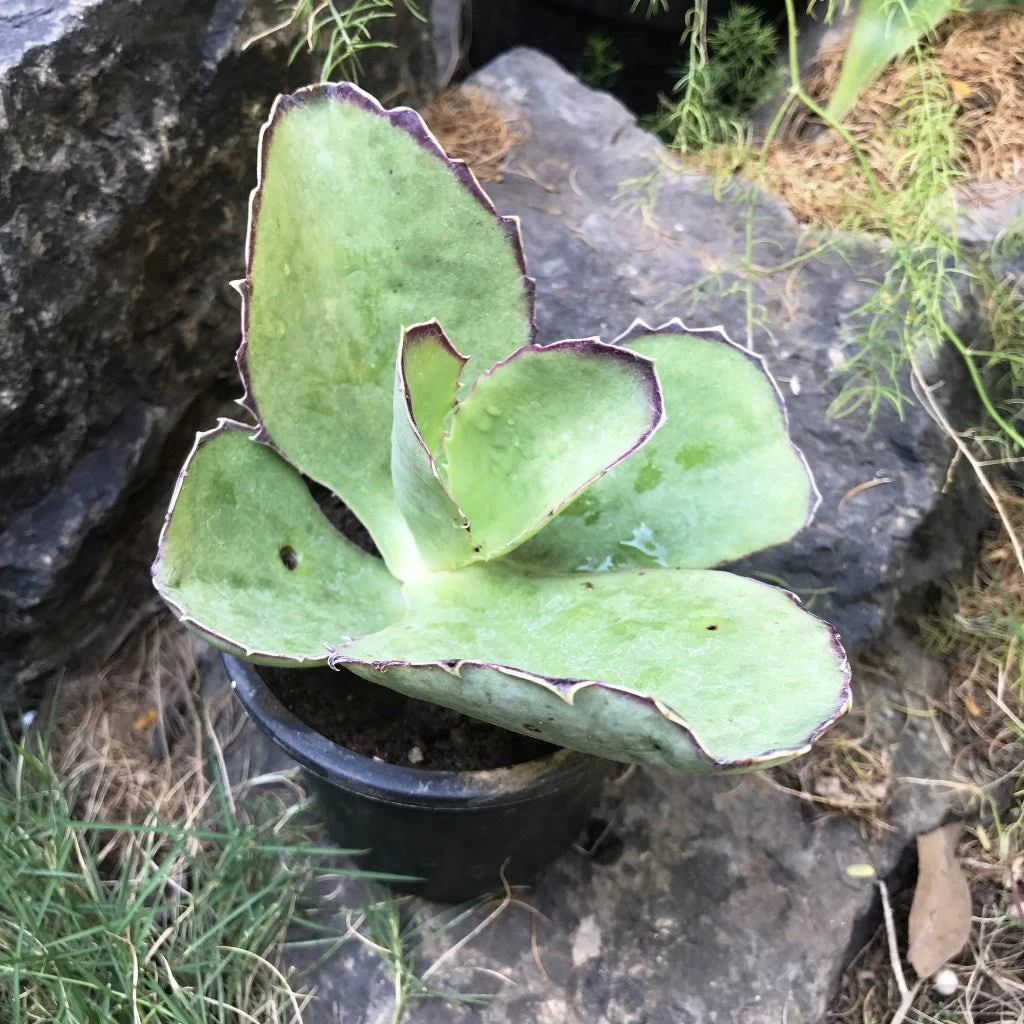 Kalanchoe Synsepala Succulent Plant 1 Kalanchoe Synsepala Succulent Plant