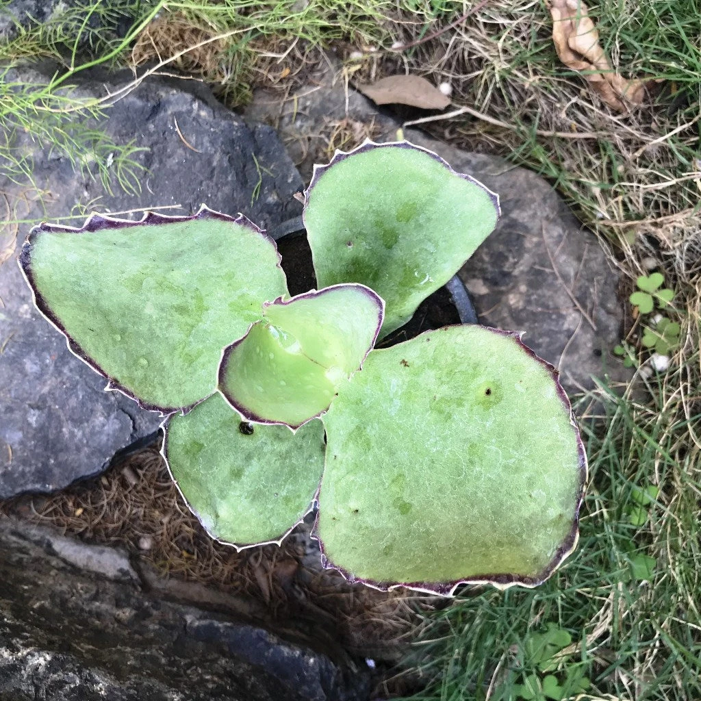 Kalanchoe Synsepala Succulent Plant 2 Kalanchoe Synsepala Succulent Plant - Image 2