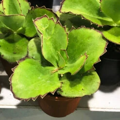 Kalanchoe Synsepala Succulent Plant 5 Kalanchoe Synsepala Succulent Plant -Cute Farms Shop Kalanchoe Synsepala bc31979d 2050 42fe b3c4 fbcc47a22544