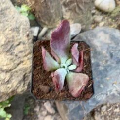 Kalanchoe Thyrsiflora Monstruosa Succulent Plant -Cute Farms Shop Kalanchoe Thyrsiflora Monstruosa 1