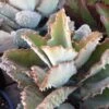 Kalanchoe Beharensis Fang Succulent Plant -Cute Farms Shop Kalanchoe beharensis Fang