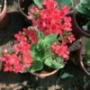 Kalanchoe Blossfeldiana Kerinci Succulent Plant