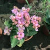 Kalanchoe Calandiva Empress Succulent Plant 9 Kalanchoe Calandiva Empress Succulent Plant -Cute Farms Shop Kalanchoe blossfeldiana Queen Jodie 1