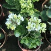 Kalanchoe Calandiva Simone Succulent Plant -Cute Farms Shop Kalanchoe blossfeldiana Simone