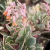 Kalanchoe Fedtschenkoi Variegata Succulent Plant 6 Kalanchoe Fedtschenkoi Variegata Succulent Plant -Cute Farms Shop Kalanchoe fedtschenko Variegata2