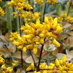 Kalanchoe Orgyalis Succulent Plant