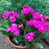 Kalanchoe Calandiva Leonardo Succulent Plant -Cute Farms Shop Kalanchoeblossfeldiana Leonarda 2