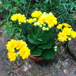 Kalanchoe Calandiva Jamaica Succulent Plant -Cute Farms Shop Kalanchoeblossfeldiana QueenLindsay 1