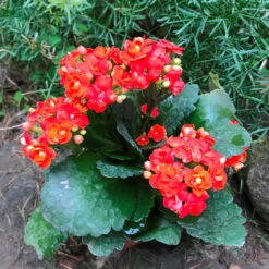 Kalanchoe Calandiva Moreno Succulent Plant 5 Kalanchoe Calandiva Moreno Succulent Plant -Cute Farms Shop Kalanchoeblossfeldiana Rio 1