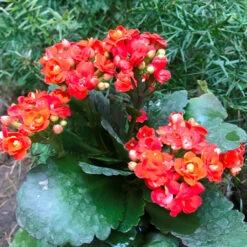 Kalanchoe Calandiva Moreno Succulent Plant