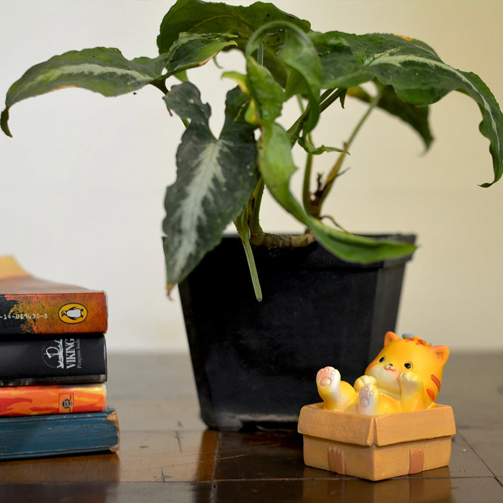 Miniature Kitten In Box Decor – Terrarium & Fairy Garden Resin Figurine 2 Miniature Kitten In Box Decor – Terrarium & Fairy Garden Resin Figurine - Image 2