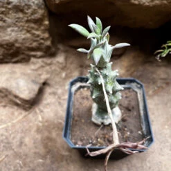 Kleinia Saginata Succulent Plant 7 Kleinia Saginata Succulent Plant -Cute Farms Shop Kleiniasaginata 1