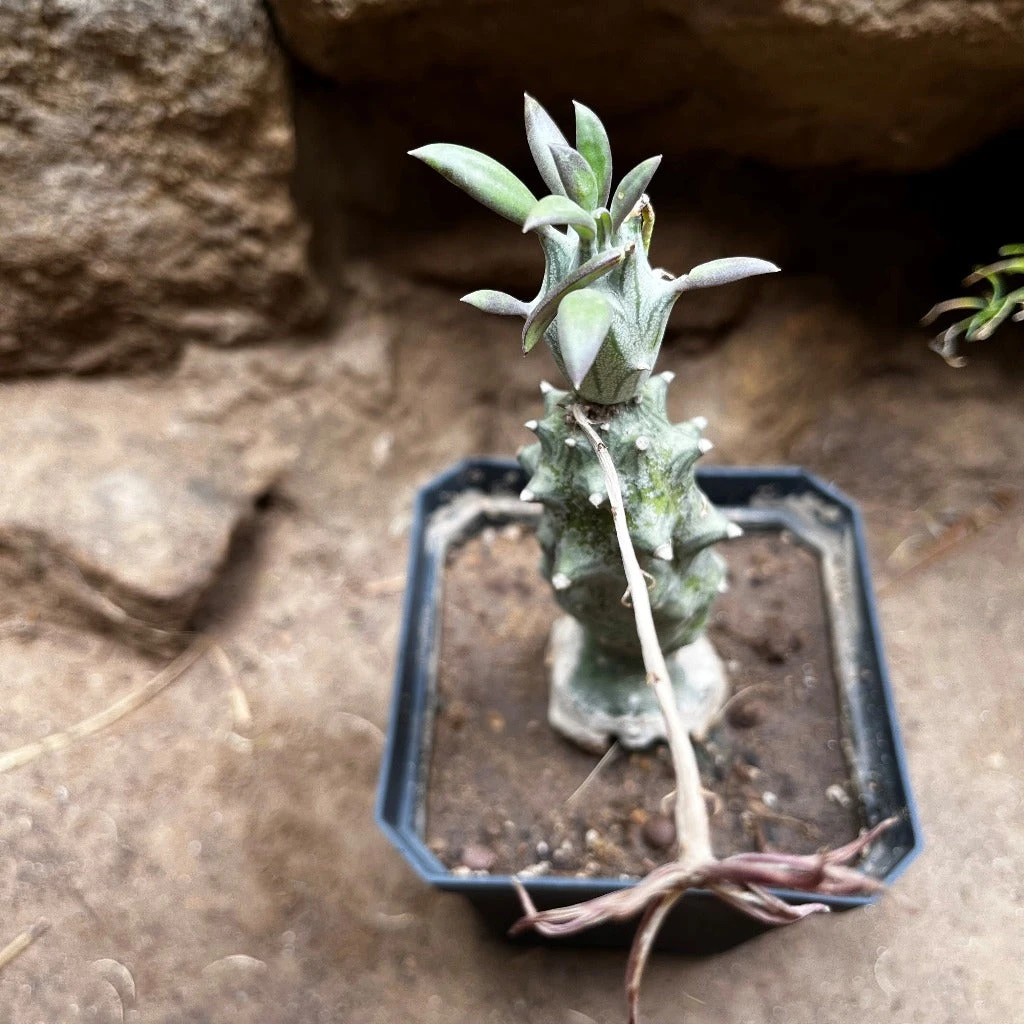 Kleinia Saginata Succulent Plant 3 Kleinia Saginata Succulent Plant - Image 3