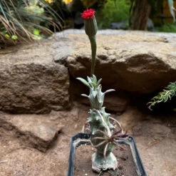 Cute Farms Shop -Cute Farms Shop Kleiniasaginata 5