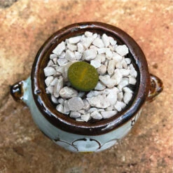 Lithop Fulviceps Aurea Living Stone Succulent Plant -Cute Farms Shop Lithop Fulviceps Aurea