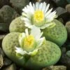 Lithop Fulviceps Aurea Living Stone Succulent Plant -Cute Farms Shop Lithop Fulviceps Aurea Flower