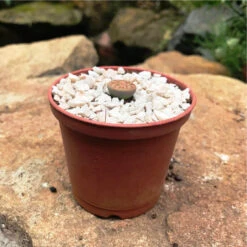 Lithop Pseudotruncatella Ssp. Pseudotruncatella Living Stone Succulent Plant -Cute Farms Shop Lithop Pseudotruncatella ssp. Pseudotruncatella 1